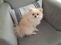 11 Aylık Pomeranian Tilki Surat 