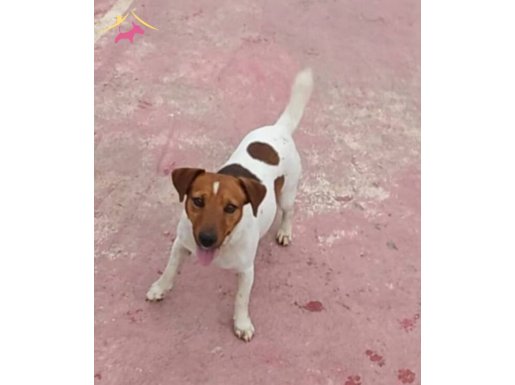 Fırlama Jack Russel Show Kalite 