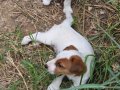 Fırlama Jack Russel