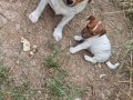 Fırlama Jack Russel