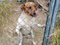 Fırlama Jack Russel