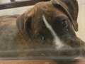 yavru Boxer tiger 