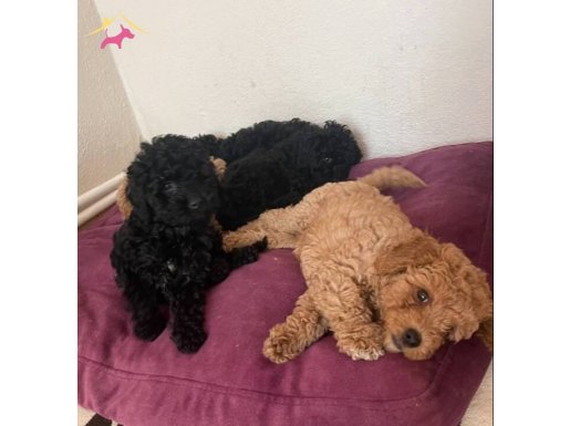 Toypoodle bizimde bir Poodlemiz olsun diyenler bize ulaşın