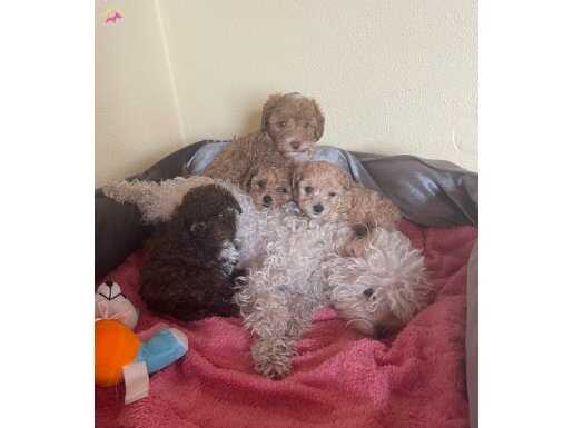 Mini boy Poodle ev içi bakılabilecek tek ırktır 
