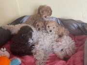 Mini boy Poodle ev içi bakılabilecek tek ırktır 