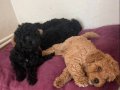 Toypoodle bizimde bir Poodlemiz olsun diyenler bize ulaşın