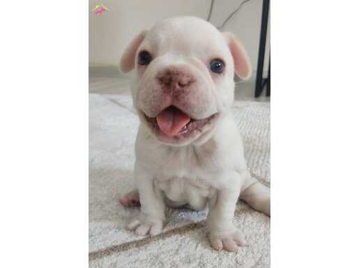 EGZOTİK FRENCH BULLDOG YAVRULAR 