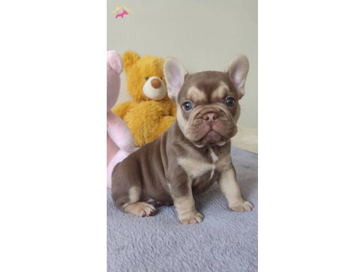 EGZOTİK ROJO TAN MAVİŞ GÖZLÜ YAVRUMUZ 