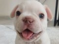 EGZOTİK FRENCH BULLDOG YAVRULAR 