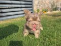 FLUFFY BİG ROPE EGZOTİK YAVRULAR 