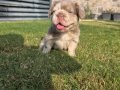 FLUFFY BİG ROPE EGZOTİK YAVRULAR 