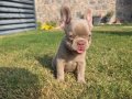 FLUFFY BİG ROPE EGZOTİK YAVRULAR 