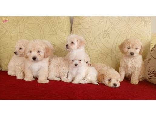 evde dogup büyüyen saglk ve ırk garantli tüg dökmeyen yavrlr