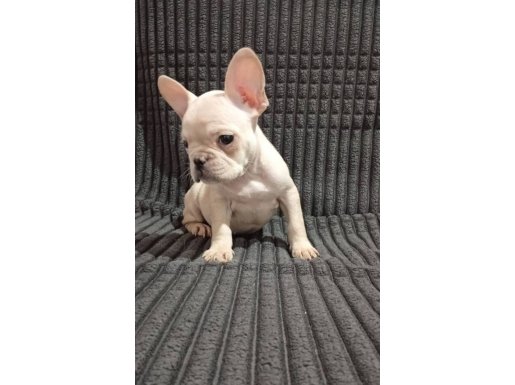 evde dogup büyüten tuvalet eğitimli safkan yavrum