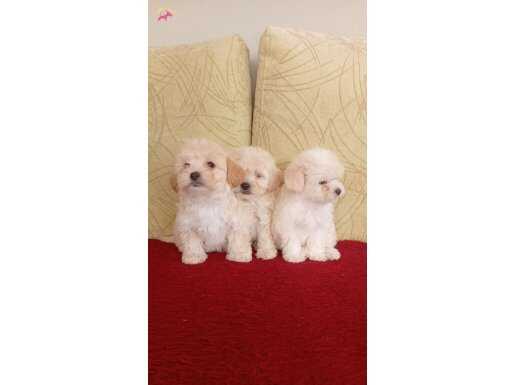 evde dogup büyüyen yavrularım ped eğitimliler