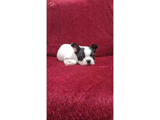 evde dogup büyüyen tuvalet eğitimli safkan yavrum