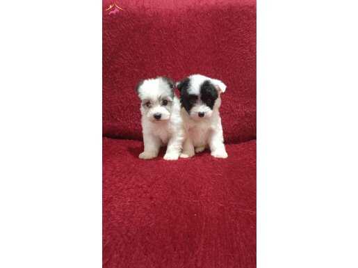 evde dogup büyüyen tuvalet eğitimli morkie yavrularım