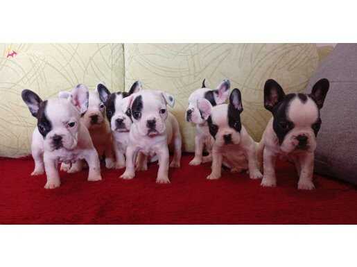 evde dogup büyüyen tuvalet eğitimli french bulldog minikler