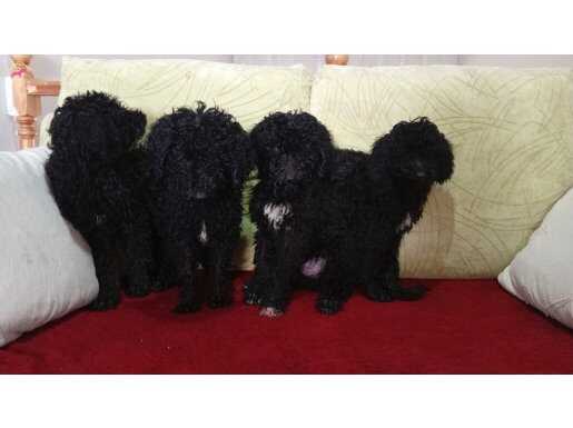 nadir renk tuvalet eğitimli poodle üst kalite yavrularım