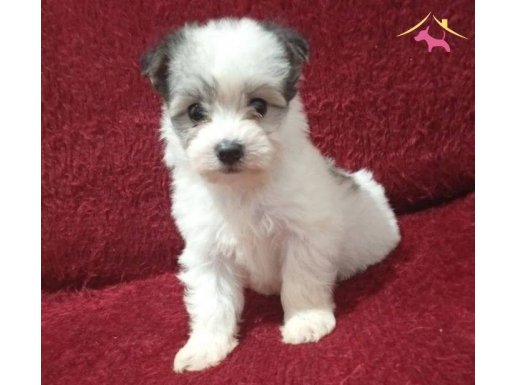 nadir renk tuvalet eğitimli maltipoo dişi yavrum