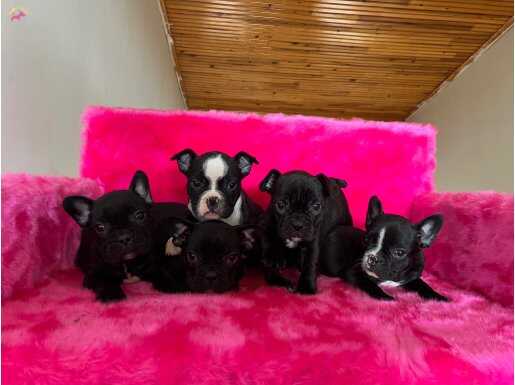 evde dogup büyüyen miniklerim üst düzey kalite