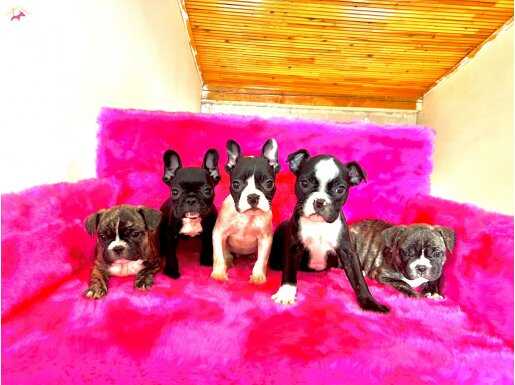 renk cümbüşü üst düzey kalite yavrularım