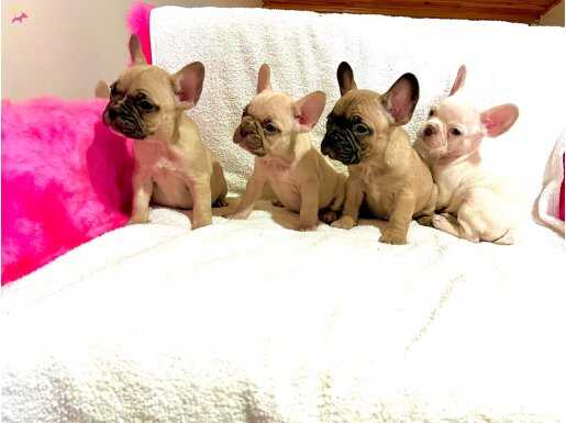 baldan tatlı saglık ve ırk garantili miniklerim