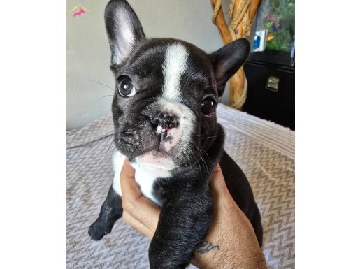 evde dogup büyüyen tuvalet eğitimli safkan miniklerim