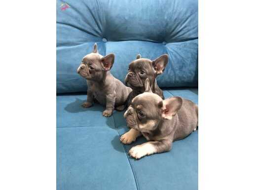 üst düzey kalite blue lilaktan lilak renkli yavrularım