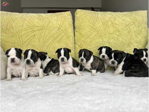 maviş gözlü sıfır burun sıfır kuyruklu bebeklerim