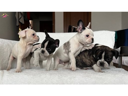 Üst düzey kalite French Bulldog Bebeklerim