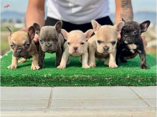 Eşsiz Renk Genetiğine Sahip Ev Ortamında Sosyalleşmiş Micro French Bulldog Yavruları