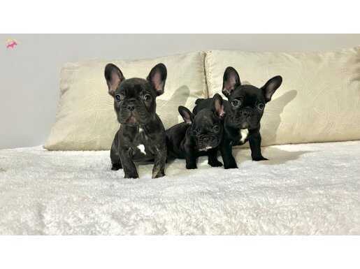 Siyahın En Saf Tonu A Kalite French Bulldog Yavruları