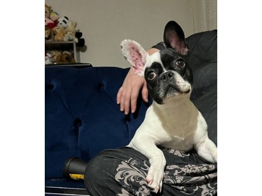 5aylık ve 2aylık yavrularım tuvalet eğitimli