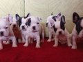 evde dogup büyüyen tuvalet eğitimli french bulldog minikler