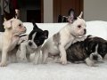 Üst düzey kalite French Bulldog Bebeklerim
