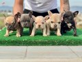 Eşsiz Renk Genetiğine Sahip Ev Ortamında Sosyalleşmiş Micro French Bulldog Yavruları