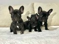 Siyahın En Saf Tonu A Kalite French Bulldog Yavruları