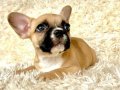 Fawn Maskeli Tuvalet Eğitimli French Bulldog Yavrusu
