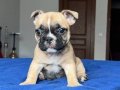 Fawn Maskeli Tuvalet Eğitimli French Bulldog Yavrusu