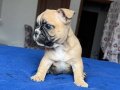 Fawn Maskeli Tuvalet Eğitimli French Bulldog Yavrusu