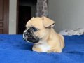 Fawn Maskeli Tuvalet Eğitimli French Bulldog Yavrusu