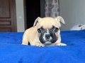 Fawn Maskeli Tuvalet Eğitimli French Bulldog Yavrusu