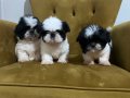 Üst Düzey Kilo Boy Garantili Teacup Miniklerim 