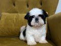 Üst Düzey Kilo Boy Garantili Teacup Miniklerim 