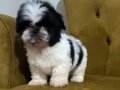 Üst Düzey Sıfır Numara Shih Tzu Yavrum