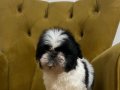 Üst Düzey Sıfır Numara Shih Tzu Yavrum