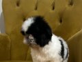 Üst Düzey Sıfır Numara Shih Tzu Yavrum