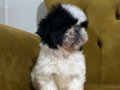 Üst Düzey Sıfır Numara Shih Tzu Yavrum