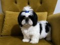 Üst Düzey Sıfır Numara Shih Tzu Yavrum